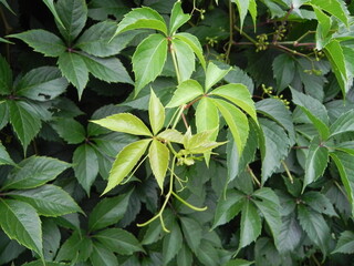Parthenocissus Quinquefolia Engelmannii