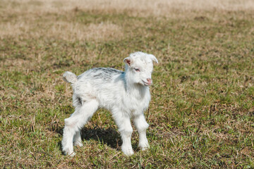 Naklejka na ściany i meble Little funny newborn goatling with white and gray hair in a spring pasture