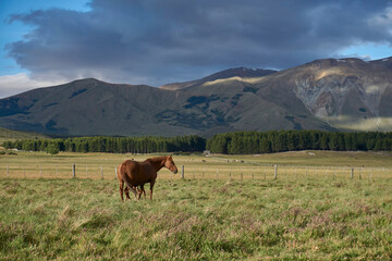 Fototapeta na wymiar Scene view of horses on a green meadow against Andes mountains in Esquel, Patagonia, Argentina