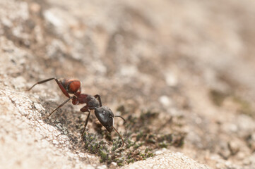 View of Camponotus cruentatus or Carpenter ant on a rocky ground with moss, one of the largest ants in Europe.