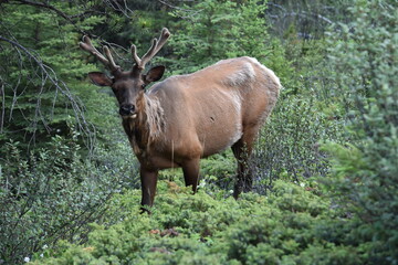 elk in park national park