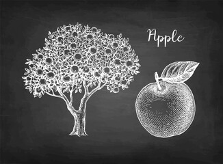 Chalk sketch of apple.