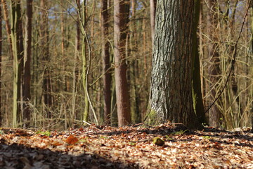 Forest landscape with trees in a spring morning. 1