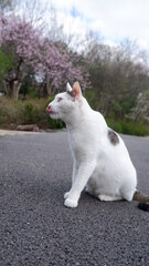 Cats in Seoul Grand Park