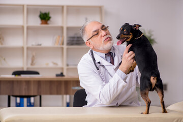Old male vet doctor examining dog in the clinic