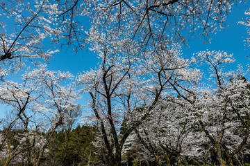 Fototapeta premium 林業試験場樹木公園の染井吉野が満開