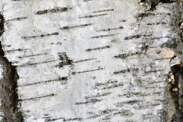 Bark texture, wood background