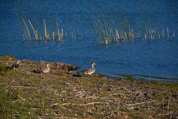 Duck family near lake shore and reeds in the water at Urban Natural Reserve La Zeta Lagoon, Esquel, Patagonia, Argentina 