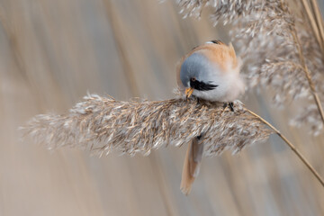 Bearded reedling (Panurus biarmicus) (male) eating the seeds of a reed plume on a very cold winter day, photographed in the Netherlands.