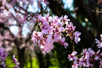林業試験場樹木公園の染井吉野が満開