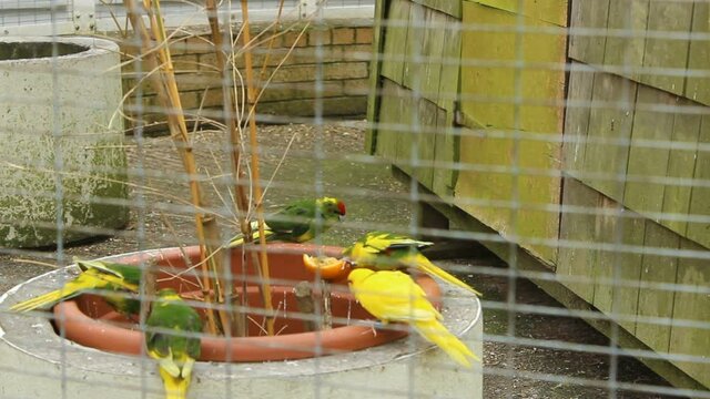 Red-crowned parakeet/Māori/Kakariki -  parrot from New Zealand. Flock of yellow and wild-type green Parrots by the feeder in a cage. Birmingham Botanical Garden