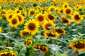 A field of yellow sunflowers. Sunflower blooming. Sunflower background. Sunflower field landscape