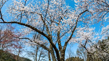 Fototapeta premium 林業試験場樹木公園の染井吉野が満開