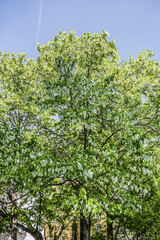 Beautiful colorful flowers in early spring growing in the city park. Vienna, Austria.