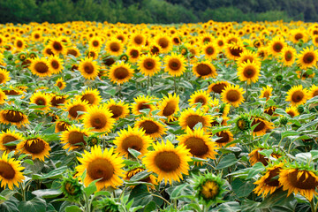 A field of yellow sunflowers. Sunflower blooming. Sunflower background. Sunflower field landscape