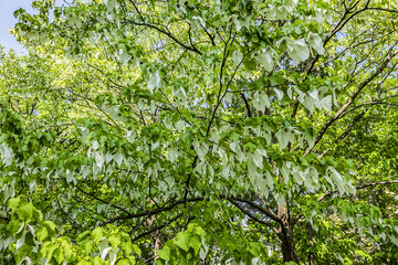 Beautiful colorful flowers in early spring growing in the city park. Vienna, Austria.