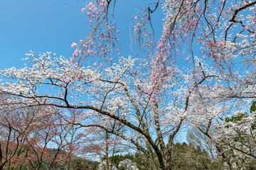 林業試験場樹木公園の染井吉野と紅枝垂れのコラボレーション