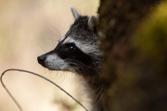 little racon resting in the forest