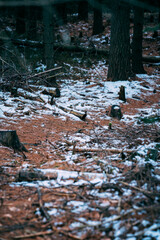path in snow covered pine forest