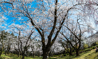 林業試験場樹木公園の染井吉野が満開