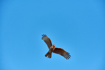 Obraz premium View of view of a Chimango caracara in flight, Patagonia, Argentina