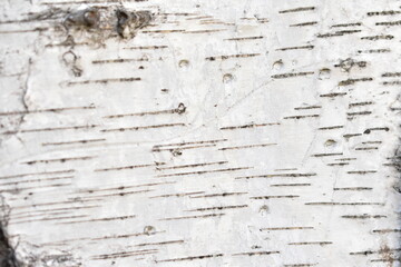 Bark texture, wood background