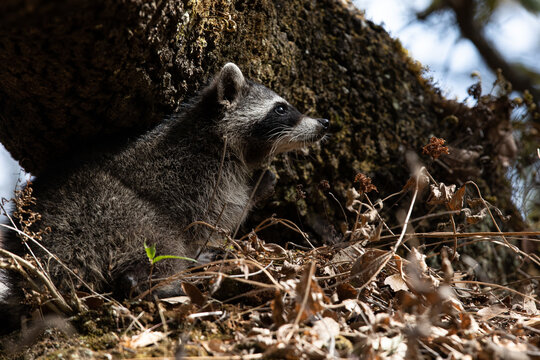 little racon resting in the forest
