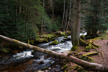 stream in the forest