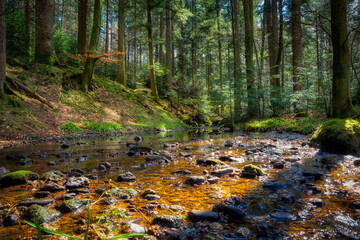 stream in the forest