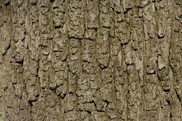 bark of tree