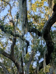 Spanish moss hanging from a live oak tree on a Southern plantation in the deep South