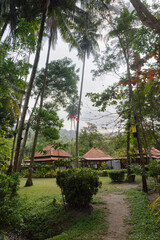 Coconut palms on the paradise coconut island