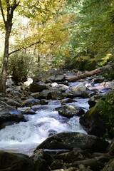 stream in the Smoky mountains