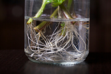 Mint branches in a glass jar. With sprouted roots for potting. Close-up of the roots.