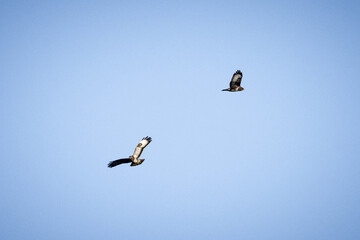 buzzards birds in the sky