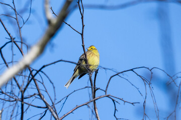 bird yellowhammer Emberiza citrinella on branch