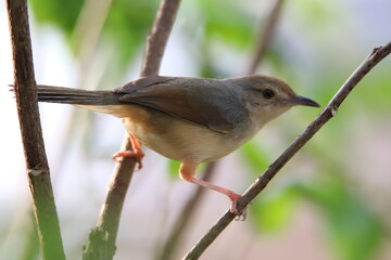 bird on a branch
