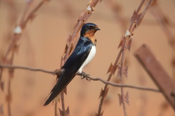 swallow on barbed wire