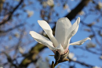 Wiosenny biały kwiat rozkwita nie niebieskim niebie. 