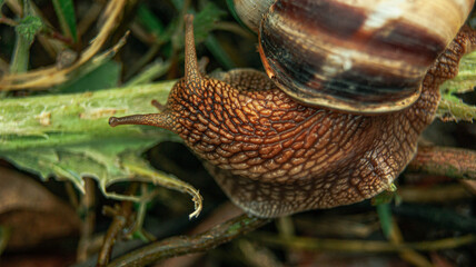 snail on leaf