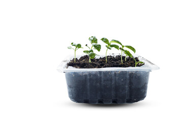 droplets of water on the leaves. Growing Microgreens On Plastic White Cup.