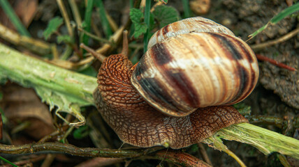 snail on a leaf