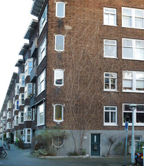 apartment building with bare ivy