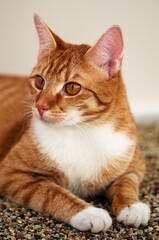 Obraz premium portrait of orange cat