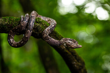 western lyre snake trimorphodon biscutatus