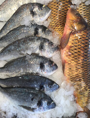 fresh fish on ice