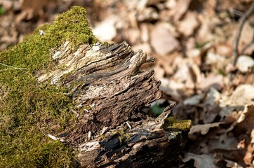 Fototapeta na wymiar moss on tree