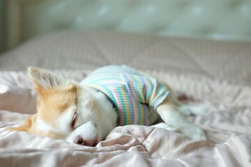 Brown chihuahua dog lying on the bed.