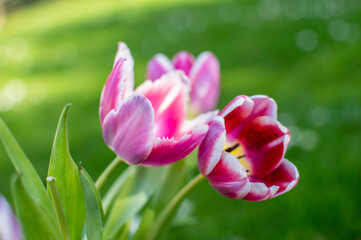 Violett / Lila blühender Tulpen Strauss