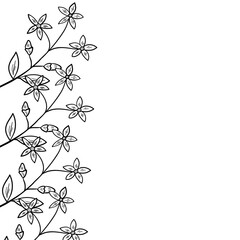 centaury frame border dd ww herb isolated